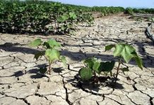 Συνθήκες εξαιρετικής ξηρασίας εξακολούθησαν να επικρατούν στην Ευρώπη και τη Μεσόγειο στις αρχές Αυγούστου