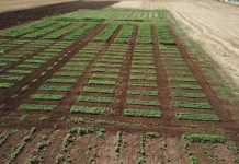 Ο ΕΛΓΟ–ΔΗΜΗΤΡΑ πρωταγωνιστεί στη νέα ευρωπαϊκή στρατηγική με όπλο την έρευνα και την παράδοση