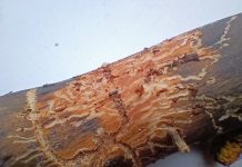 «Καρχαρίες» στο δάσος – Τα φλοιοφάγα έντομα επιτίθενται στα εξασθενημένα έλατα της Ελλάδας