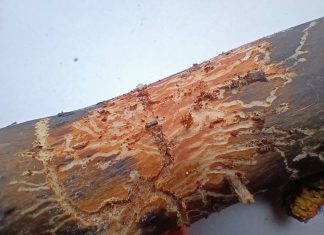 «Καρχαρίες» στο δάσος – Τα φλοιοφάγα έντομα επιτίθενται στα εξασθενημένα έλατα της Ελλάδας