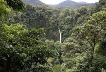 FAO: Επιβραδύνεται αλλά παραμένει υπερβολικά υψηλός ο ρυθμός αποψίλωσης των δασών