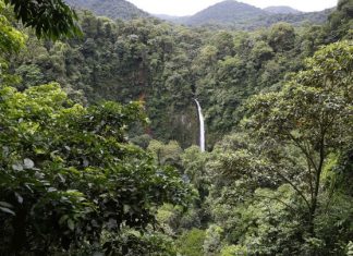 FAO: Επιβραδύνεται αλλά παραμένει υπερβολικά υψηλός ο ρυθμός αποψίλωσης των δασών