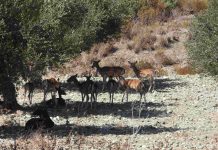Διεθνές δίκτυο συνεργασίας φοιτητών, πανεπιστημιακών και επαγγελματιών του κυνηγετικού τουρισμού για την προστασία της βιοποικιλότητας