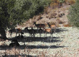 Διεθνές δίκτυο συνεργασίας φοιτητών, πανεπιστημιακών και επαγγελματιών του κυνηγετικού τουρισμού για την προστασία της βιοποικιλότητας