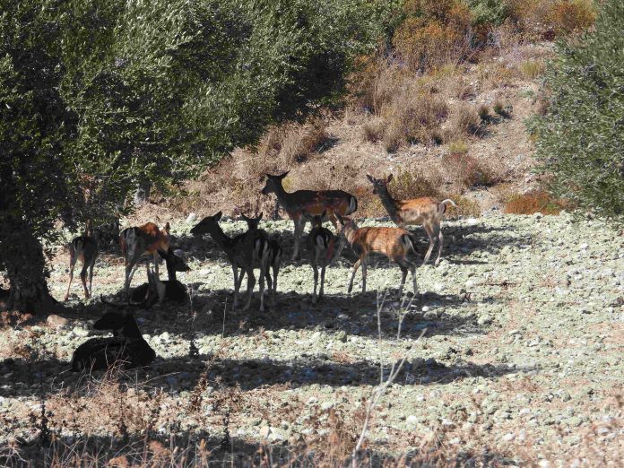 βιοποικιλότητα