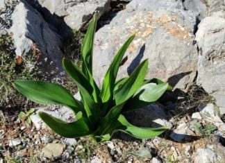 ΑΦΙΕΡΩΜΑ: Τι συνδέει την Πρωτοχρονιά με την αγριοκρεμμύδα που κρεμάμε στην εξώπορτα – Η συνέντευξη της Δρ. Παπαδάκη