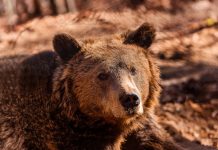 Αυξήθηκαν οι αρκούδες στην Ελλάδα, αλλά όχι οι ζημιές που προκαλούν- Ερευνα του Αρκτούρου με δεδομένα 22 ετών