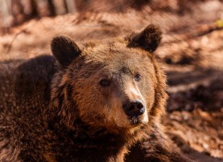 Αυξήθηκαν οι αρκούδες στην Ελλάδα, αλλά όχι οι ζημιές που προκαλούν- Ερευνα του Αρκτούρου με δεδομένα 22 ετών