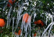 Πληρωμές 6,4 εκατ. ευρώ σε δικαιούχους παραγωγούς, των οποίων οι καλλιέργειες επλήγησαν από παγετό