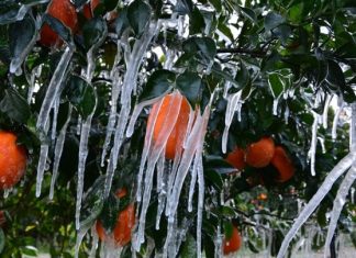 Πληρωμές 6,4 εκατ. ευρώ σε δικαιούχους παραγωγούς, των οποίων οι καλλιέργειες επλήγησαν από παγετό