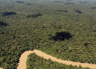 Βραζιλία: Η αποψίλωση του δάσους του Αμαζονίου μειώθηκε κατά 35,4% τους τελευταίους μήνες