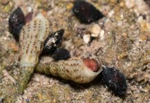 Ρόδος: Είδος ξενικού υδρόβιου σαλιγκαριού εντοπίστηκε στο πάρκο Ροδίνι