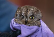 Χελιδόνια και άλλα πουλιά στον αγώνα της μετανάστευσης