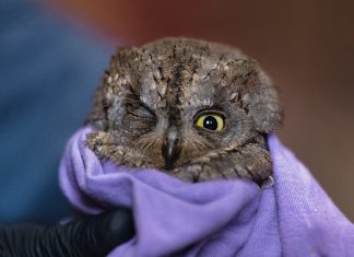 Χελιδόνια και άλλα πουλιά στον αγώνα της μετανάστευσης