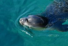 Εθνικό Θαλάσσιο Πάρκο Νοτίου Αιγαίου – Τι σημαίνει για την προστασία του θαλάσσιου περιβάλλοντος