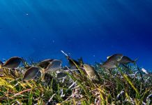 WWF: Σε κρίσιμο σημείο τα ιχθυαποθέματα στη Μεσόγειο – Πώς διαλέγουμε σωστά;