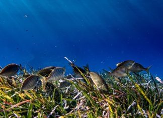 WWF: Σε κρίσιμο σημείο τα ιχθυαποθέματα στη Μεσόγειο – Πώς διαλέγουμε σωστά;