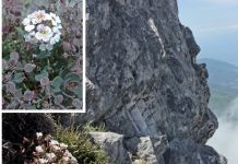 Εκδοση αποτυπώνει για πρώτη φορά τον φυτικό θησαυρό του Αγίου Όρους