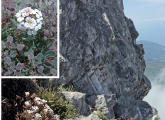 Εκδοση αποτυπώνει για πρώτη φορά τον φυτικό θησαυρό του Αγίου Όρους