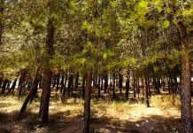 Επτά στις δέκα περιοχές Natura προστατεύονται από ΕΠΜ – Τι σηματοδοτεί η απόφαση για τα Ιωάννινα
