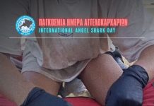Πομπός σε αγγελοκαρχαρία, ένα από τα πιο απειλούμενα είδη καρχαριών παγκοσμίως, θα παρακολουθεί τις κινήσεις του στην Ελλάδα