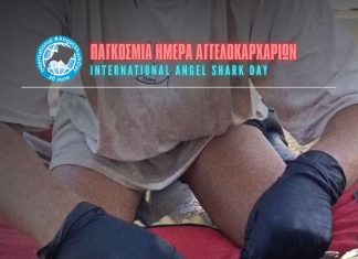 Πομπός σε αγγελοκαρχαρία, ένα από τα πιο απειλούμενα είδη καρχαριών παγκοσμίως, θα παρακολουθεί τις κινήσεις του στην Ελλάδα