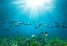 Posidonia Project-Μία νέα εποχή για την προστασία των λιβαδιών Ποσειδωνίας στην Ελλάδα