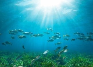 Posidonia Project-Μία νέα εποχή για την προστασία των λιβαδιών Ποσειδωνίας στην Ελλάδα