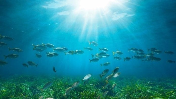 posidonia