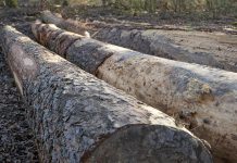 Δυτική Αττική: Η επόμενη ημέρα μετά τις πυρκαγιές – Τα έργα Antinero, η αποκατάσταση και η «μάχη» πριν από τις βροχές