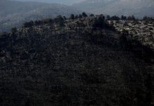 WWF: Περισσότερα από 180.000 στρέμματα καμένων δασικών εκτάσεων σε λίγες μόλις μέρες