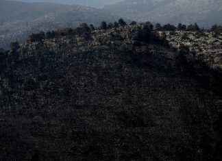 WWF: Περισσότερα από 180.000 στρέμματα καμένων δασικών εκτάσεων σε λίγες μόλις μέρες