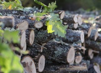 Αισιοδοξία στις επιχειρήσεις ξύλου και επίπλου για τα επόμενα βήματά τους